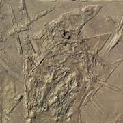 Scream I Stoyan Kutsev